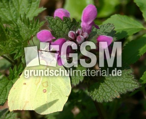 Rote-Taubnessel-2.jpg